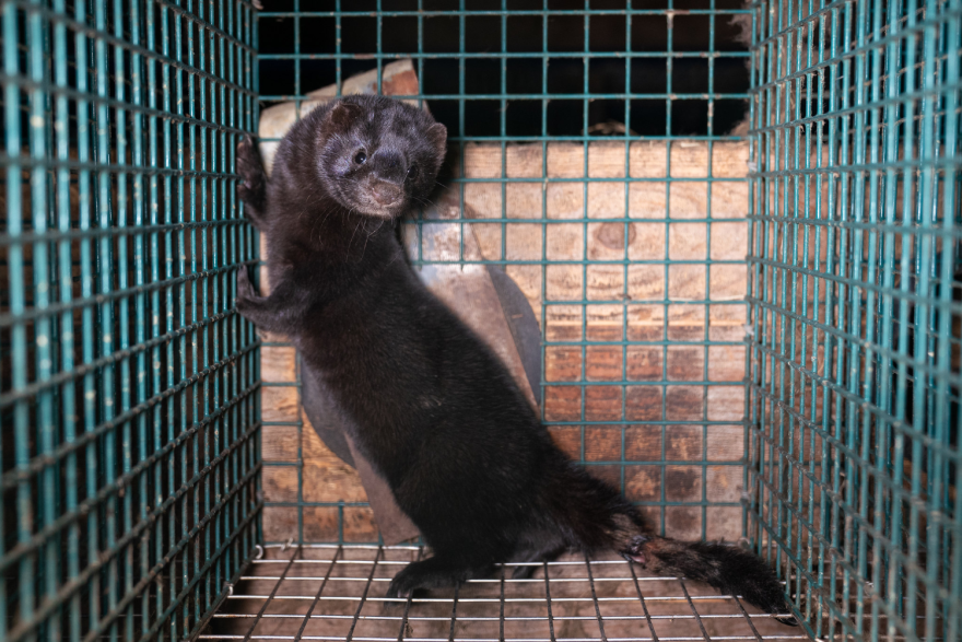 A brown mink, a small mammal that looks similar to an otter or ferret, stands up inside a metal cage. There is some sort of injury on its tail, with less fur around the area and visible scabs.