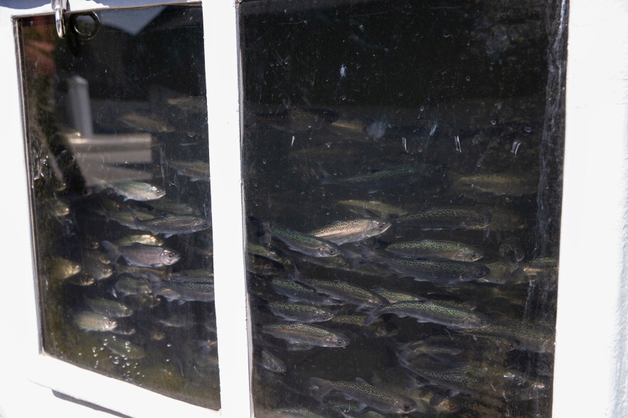Salmon swim inside a tank at the Salmon Conservation and Research Facility in Friant, Calif., on Sept. 23, 2026.