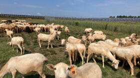 1,600 sheep are at home at the Spotsylvania Solar Center.