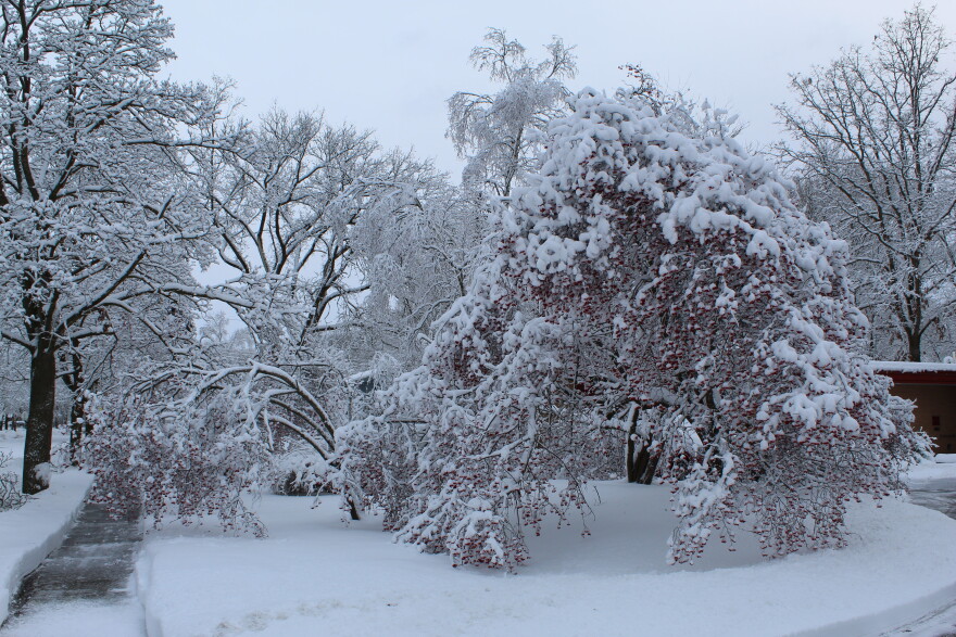 Trees in the City of Midland droop following heavy snow fall on Saturday, Jan. 13, 2024.