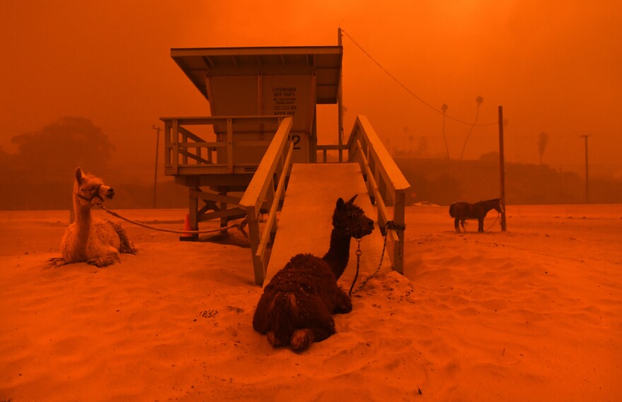 Llamas are tied to a lifeguard stand on the beach in Malibu as the fire approaches.