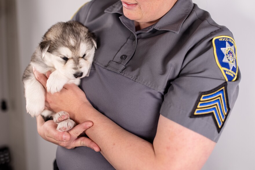 Pet surrenders have continued to remain high, since 2021, with unstable housing being a main contributor to the problem. "Anywhere from 25% to 40% of our owner surrenders of cats and dogs are due to housing reasons," said Judy Calhoun, CEO of NOCO Humane.