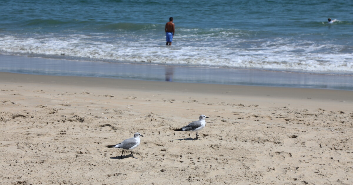 ‘Save the Wrack': Some Sandbridge residents worry beach grooming is driving away shorebirds