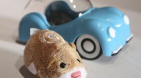 There's a dearth of Zhu Zhu robotic hamsters on toy store shelves this season because of unexpected demand.