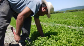A farmworker in Western Washington.