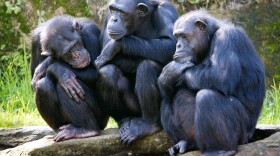 Three female chimpanzees nod-off as they sit on rocks in a family group, with the sun on their backs in their open air enclosure at the Taronga Zoo in Sydney, 26 April 2005.  (Rob Elliot/AFP via Getty Images)