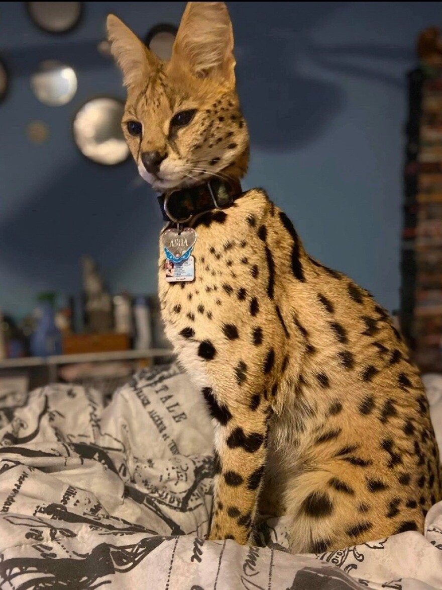 Asha, an African serval, has almost a million followers on TikTok.