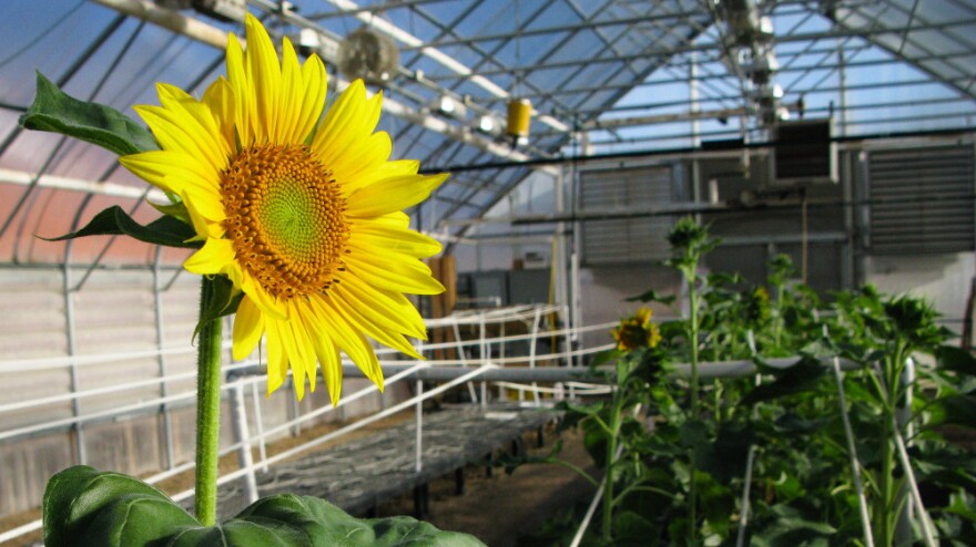 In his greenhouse, Brent Hulke is breeding sunflowers that produce oil that's dramatically lower in saturated fat.