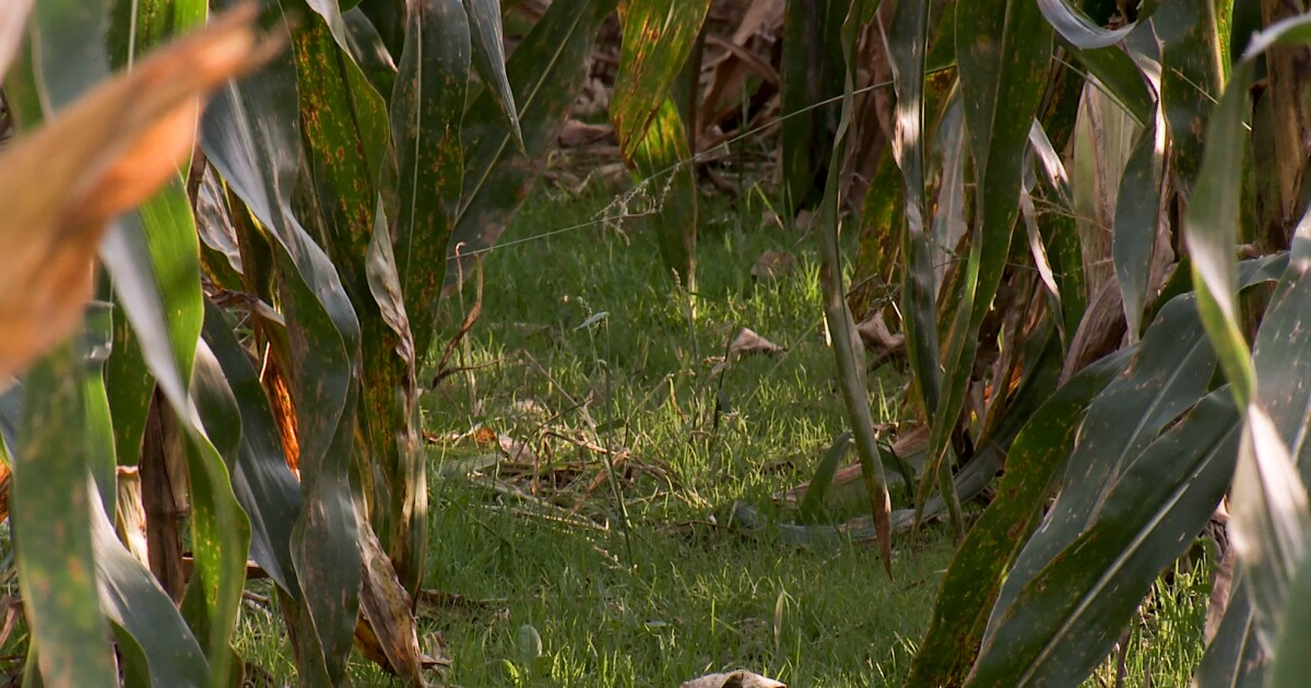 Report Indiana, Midwest farmers could help lower potent greenhouse gas nitrous oxide