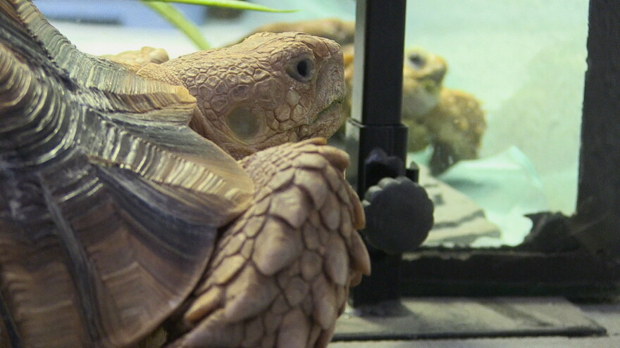 Sulcata tortoise