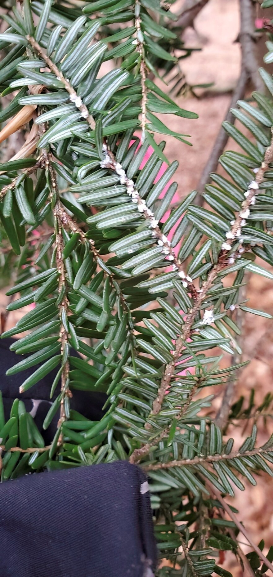 Round, white hemlock woolly adelgid ovisacs (resembling cotton balls) are found on the undersides of branches near the base of the needles. The underside of hemlock needles have parallel silvery-white stipes.