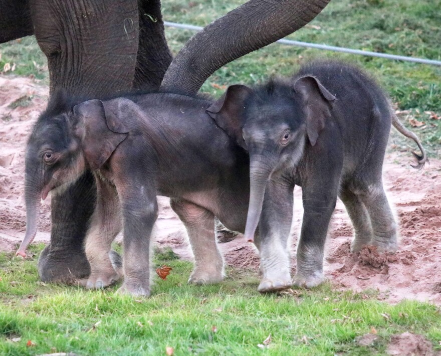  Male Asian elephant twins were born at Rosamond Gifford Zoo in Syracuse Oct. 24, making history as the first successful twin elephant birth in North America.