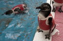 Penguin Suits