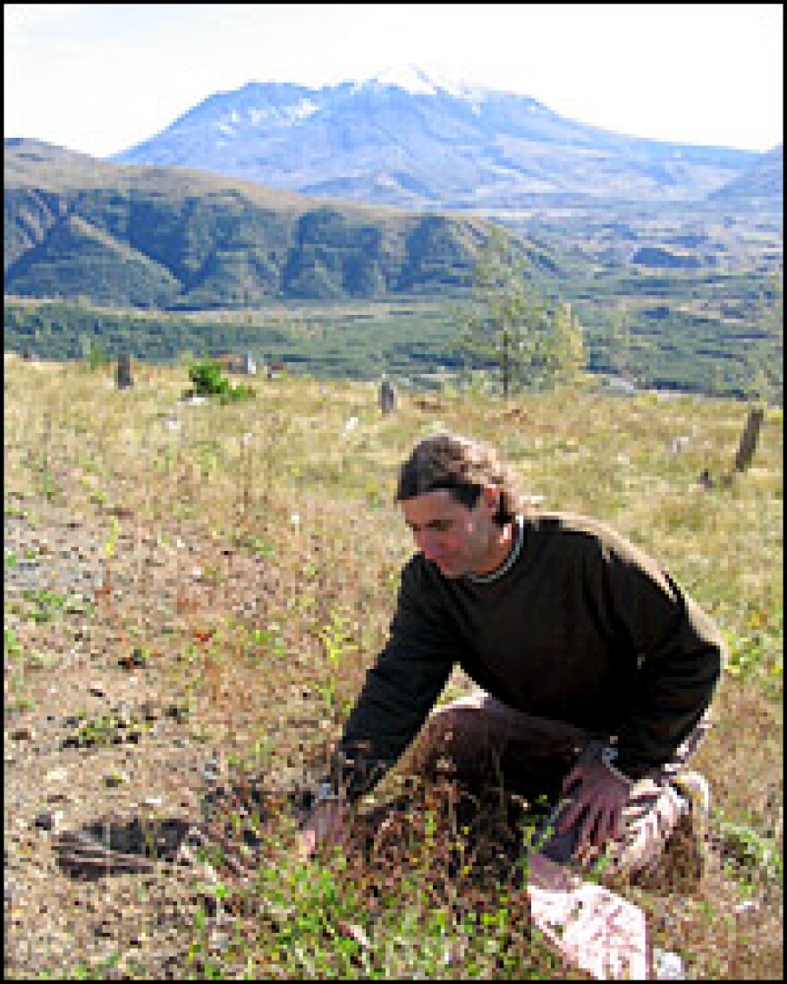 Ecologist Charlie Crisafulli measures plant growth near Mount St. Helens, seen in background.