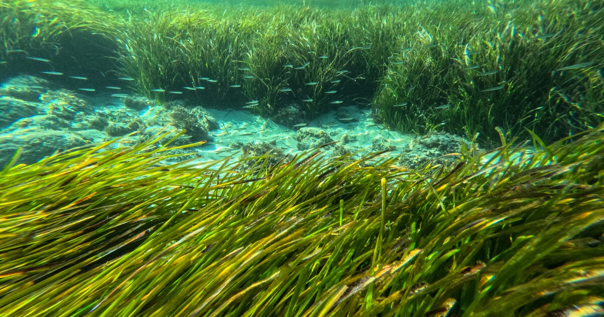 Seagrass is important to capture carbon. ASU study just mapped it globally for 1st time
