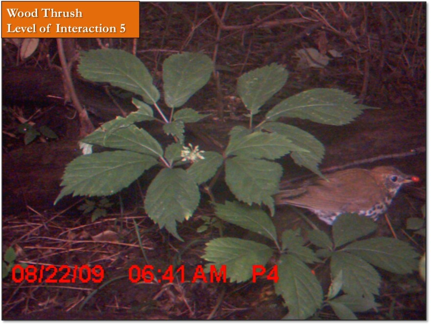 WoodThrushWithBerry.jpg