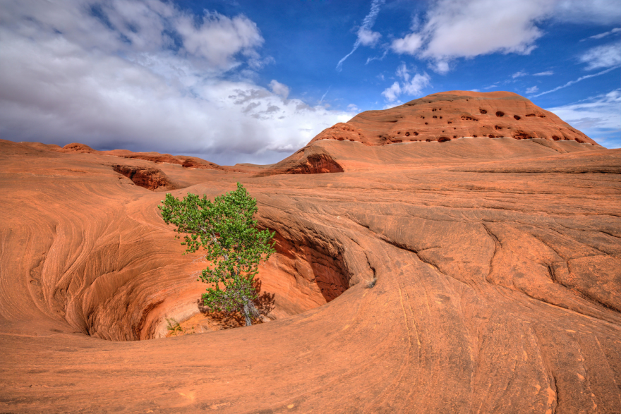 A long expanse of red rock. In the foreground there's a pit in the rock where a tree is growing. There's also an incline in the background with holes dotted in the rock.
