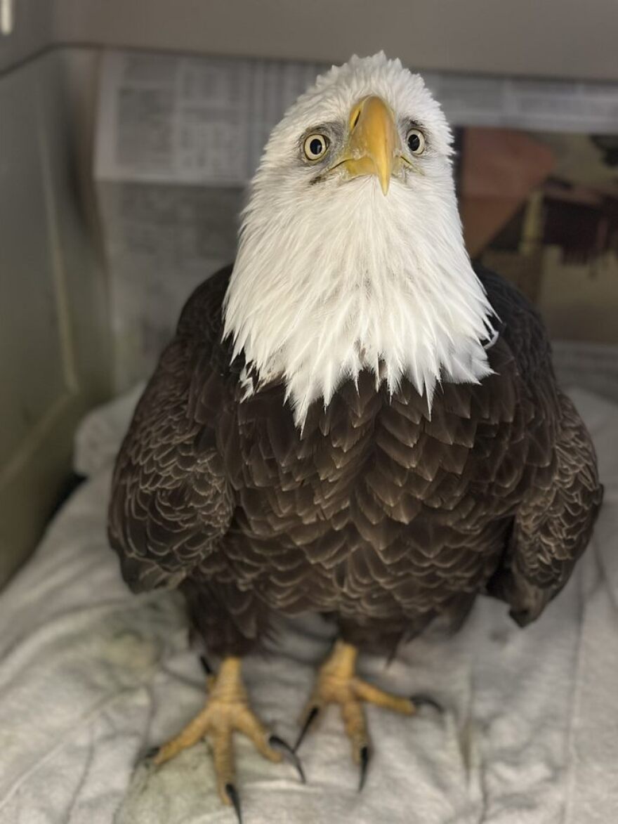 A bald eagle being treated for lead poisoning.