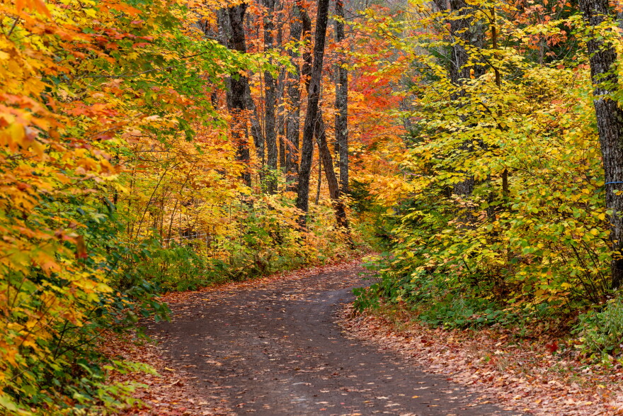 Fall In Minnesota Leaf peepers rejoice: MN DNR predicts great tree colors this fall | KAXE