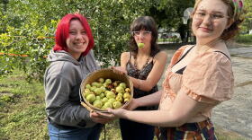 Kansas City Academy students Peper Wilson, Alex Ledford, and Nova Henry are showing off a basket of jujubes freshly picked from trees the Giving Grove helped the school plant and maintain.