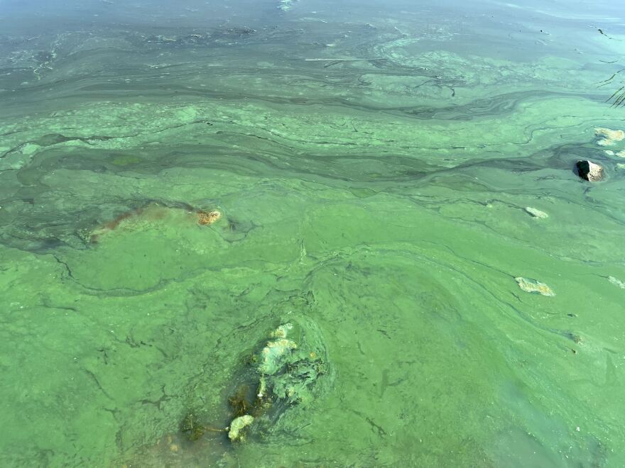 A greenish, soupy substance on the surface of a pond
