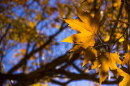 Yellow fall leaves 