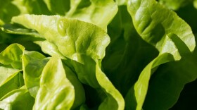 Green lettuce leaves