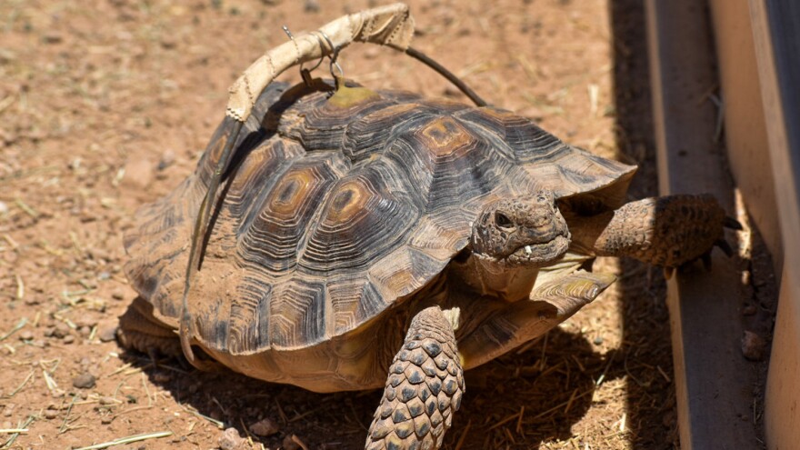 A desert tortoise
