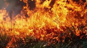 Grass in flames as part of a controlled burn. Creative Banner. Copyspace image