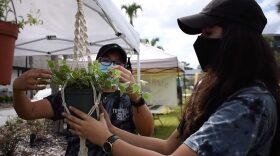 Nadia Mourad, 24, a doctoral candidate in plant molecular and cellular biology program at the University of Florida also sells plant under the company name Tropical Roots Plant Co. in Gainesville (Hope Dean/WUFT)