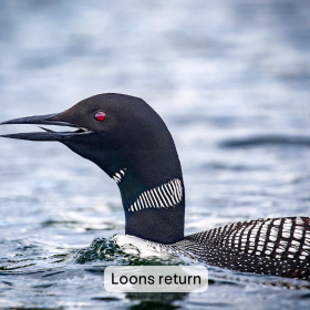 A Common Loon calls on a windy day. The loon's mouth is open and you can see its tongue. It has a bright red eye, dark head with striped white bands on the neck, and a black-and-white checkered back. The water is rippled and blue-gray. The image is captioned "Loons return".