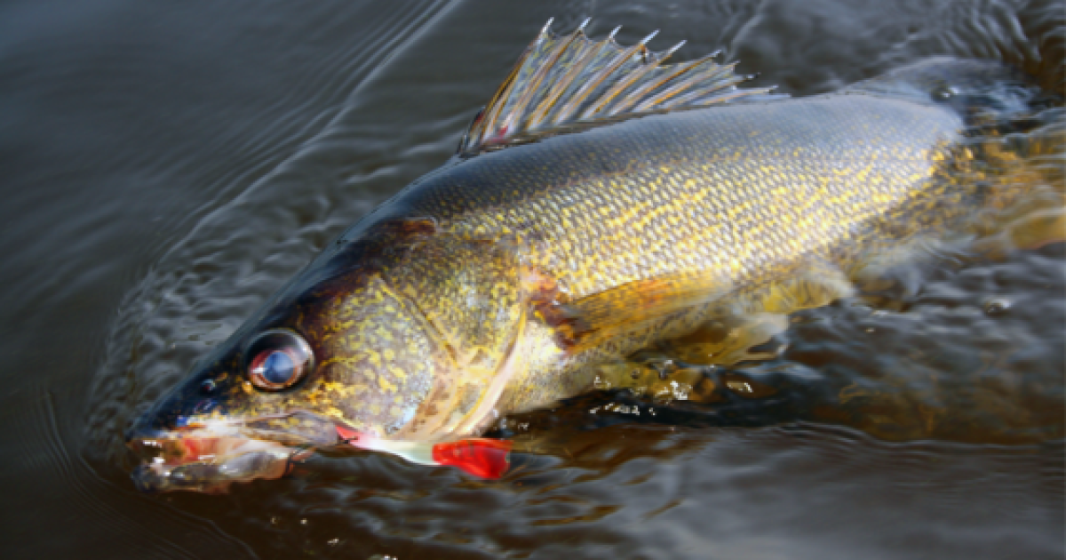 Some changes to fishing openers and regulations in Wisconsin this year