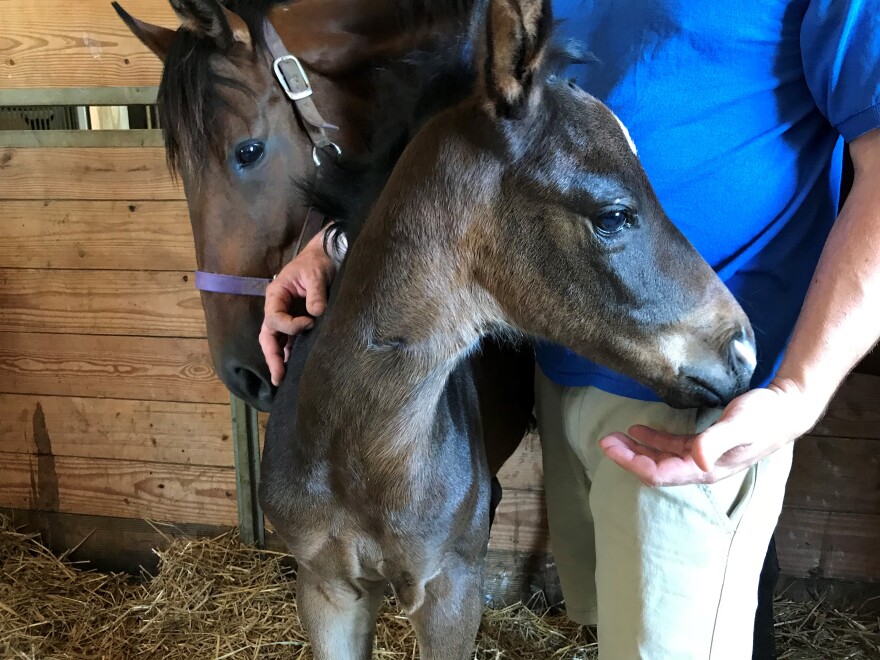 A foal with its mother at O'Sullivan Farms.