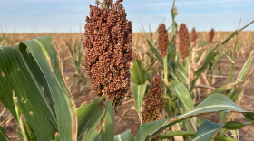 Sorghum grows in a field outside Lubbock, Texas.