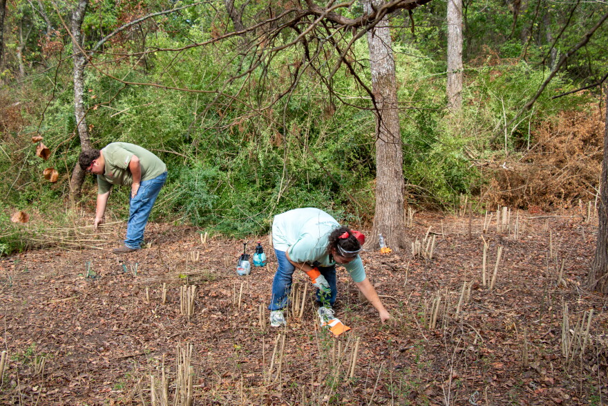 Vanessa Gray and other volunteers treat private stumps at Pontotoc Ridge Preserve.