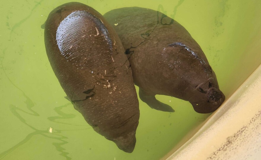 The SeaWorld Orlando Manatee Rescue Team saved their 1,000 manatee in March.