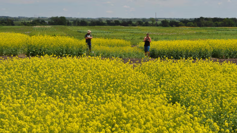 Canola fields with bright yellow flowers and two people in the distance.