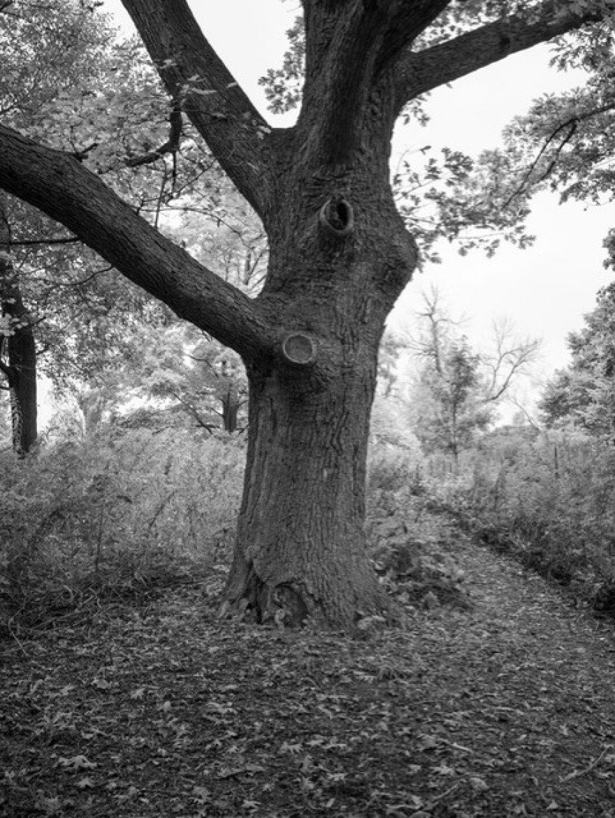 White Oak, Washington Park, Milwaukee.