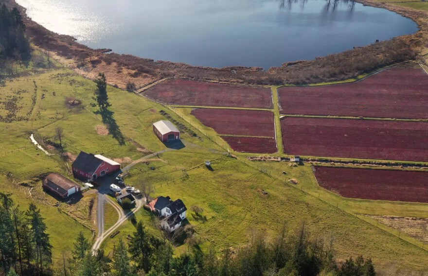 A drone view of the Lachney’s cranberry farm outside of Eatonville, Washington.