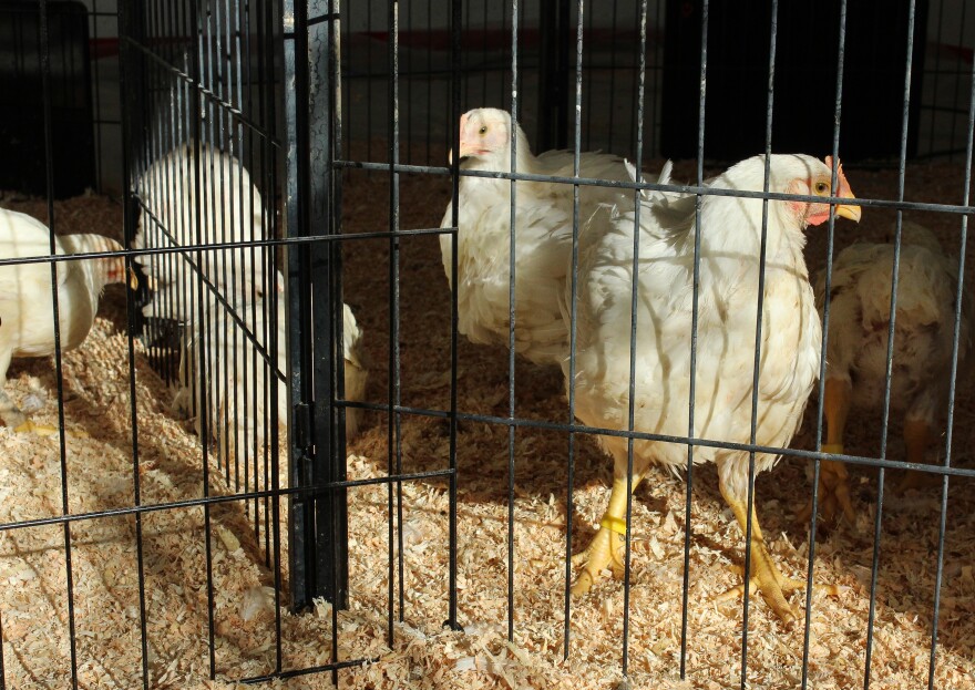 EH_Chapter12_ChickenRescue_3619.jpg