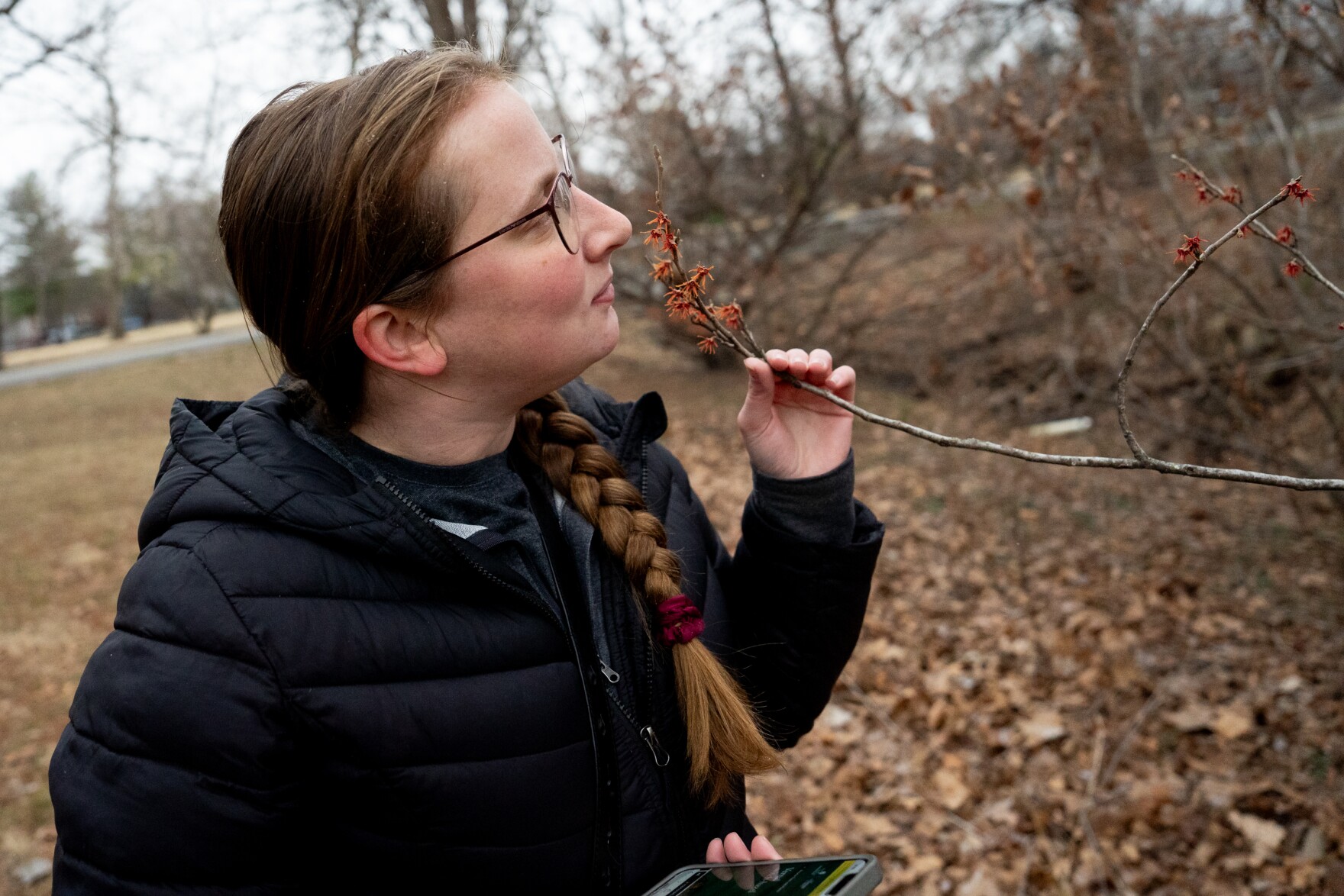 Witch Hazel Hunt seeks volunteers to track some of St. Louis’ earliest