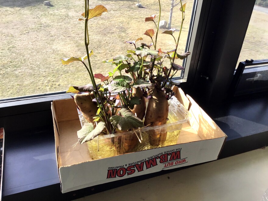 Sweet potato slips growing in the classroom