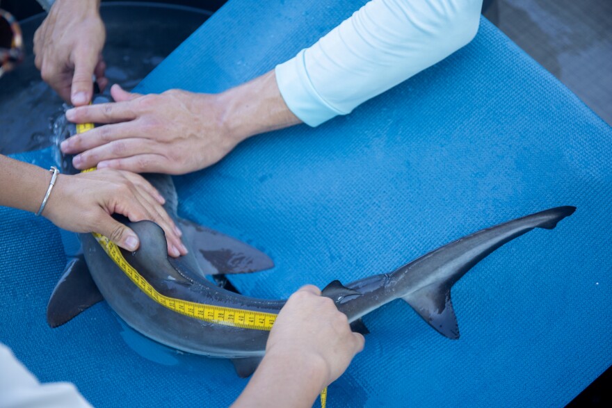 Andres and Clark gently straighten the bull shark out and take measurements of its size.