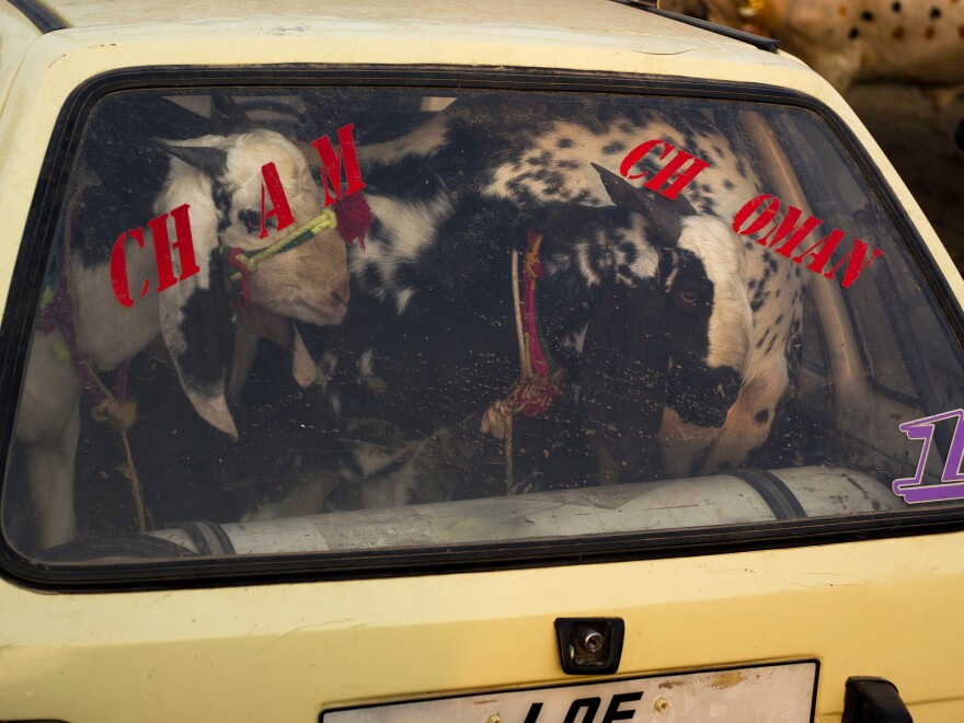 A Pakistani buyer carries goats in a vehicle on the outskirts of Islamabad for Eid al-Adha, the Muslim holiday of sacrifice. The meat from livestock sacrificed on Eid al-Adha is shared with the poor.