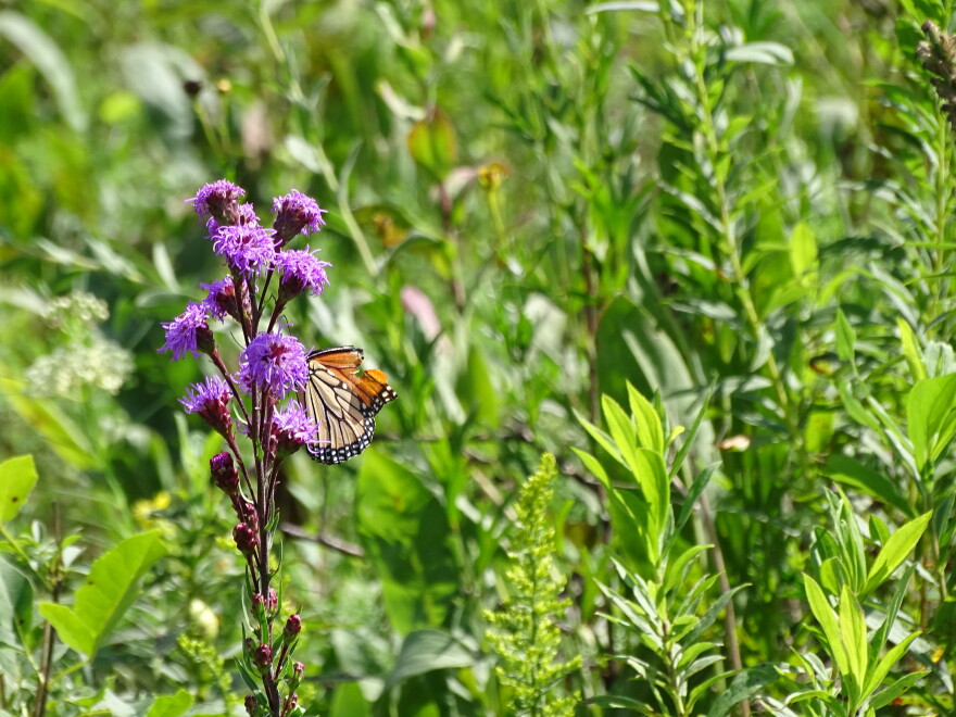 A monarch on blazing stars (liatris).