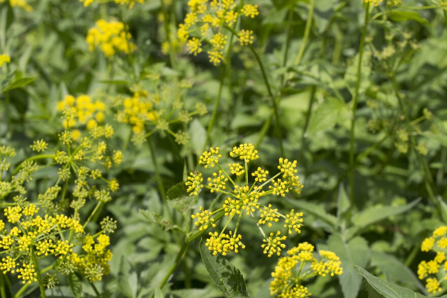 A cluster of poison parsnip plants with yellow flowers. 