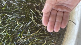 Photo by Katherine Hafner. Bo Lusk, coastal scientist with The Nature Conservancy, holds eelgrass seeds over a tank full of grass collected from the seaside bays of the Eastern Shore. Pictured Wednesday, June 1, 2022.
