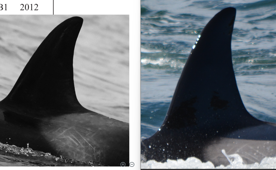 The photos that Elijah Foster uploaded to the online database Finwave to identify the whales. Foster’s photos are on the right, and the database photos are on the left. They were then confirmed by Jared Towers of Bay Cetology.