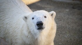 Three-year old Kallik is making himself at home in the Oregon Zoo’s Polar Passage habitat.