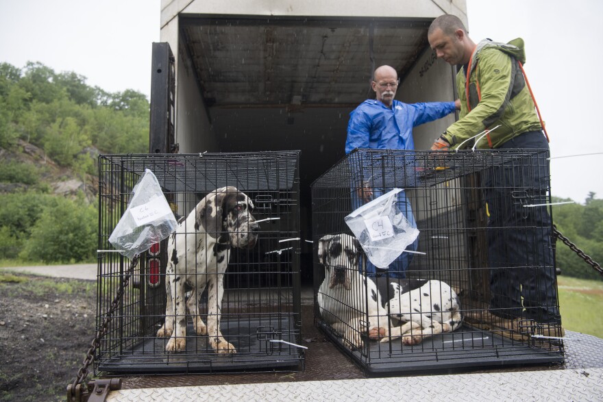 Humane Society rescue team members load dogs during a commercial breeder rescue on June 16, 2017 in Wolfeboro, N.C.